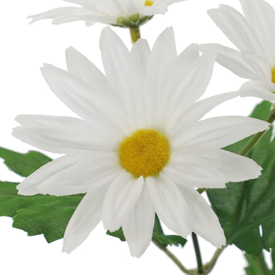 White Daisy Bush by Ashland®